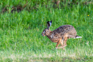 Hase, Feldhase auf einer Wiese bei Zingst an der Ostsee.