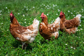 drei braun, rot Huhn oder Henne, Hühner auf einer grünen Wiese mit Blumen. Selektive Schärfe.