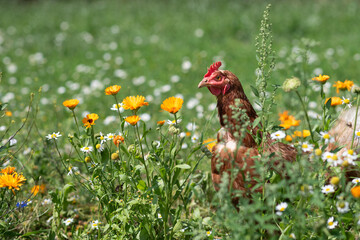 braun, rot Huhn oder Henne auf einer grünen Wiese mit Blumen. Selektive Schärfe.