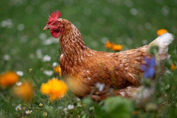 braun, rot Huhn oder Henne auf einer grünen Wiese mit Blumen. Selektive Schärfe.