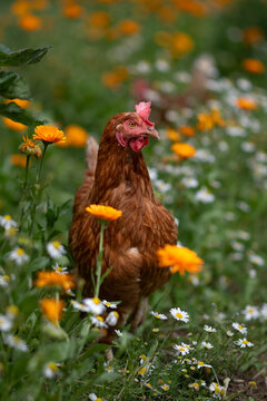 braun, rot Huhn oder Henne auf einer gr&uuml;nen Wiese mit Blumen. Selektive Sch&auml;rfe.