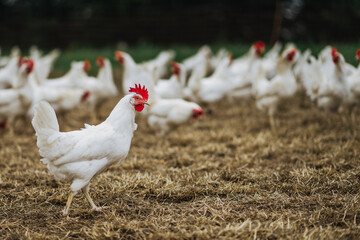 gesunde weiße bio Hühner Rasse, Ayam Cemani, auf einer grünen Wiese, Blumenwiese mit saftigen Gräsern und Blumen. Artgerechte Haltung, Legehenne in der Natur. Im Hintergrund, unscharf weitere Hühner