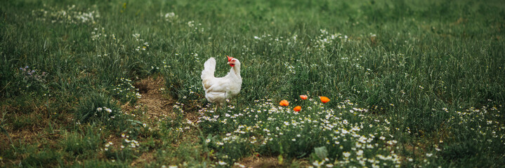 ein gesund weiß bio Huhn Rasse, Ayam Cemani, auf einer grünen Wiese, Blumenwiese mit saftigen...