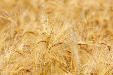 Gold wheat field, ripening ears of yellow wheat field