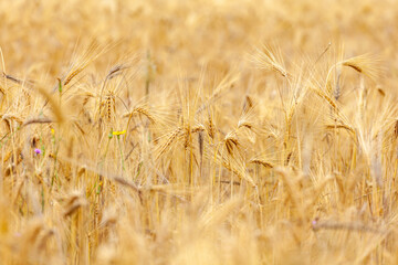 Gold wheat field, ripening ears of yellow wheat field