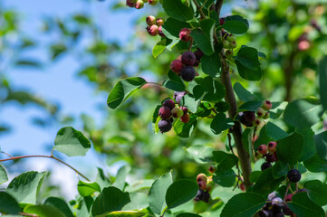 Fototapeta premium Amelanchier lamarckii ripe and unripe fruits on branches, group of berry-like pome fruits called serviceberry