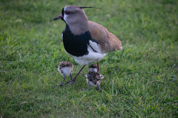 bird with two of its offspring walking in the park
