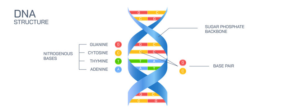 DNA is a double helical structure composed of nucleotides. The two helices are joined together by hydrogen bonds. The DNA also bears a sugar-phosphate backbone. Deoxyribonucleic acid vector 