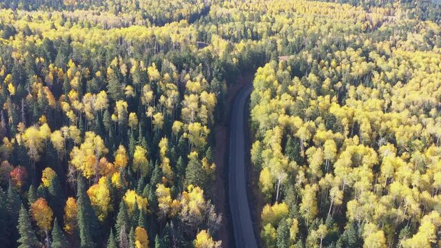 High angle view of the fall color around the famous Arizona Snowbowl