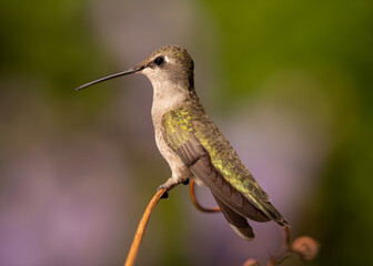 Fototapeta na wymiar A female or immature Black Chinned Hummingbird perches on a delicately curling grape tendril with out of focus green and purple plants in the background. 