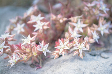 Summer plant growth upwards. Flowers grow in the ground. Beautiful white small flowers