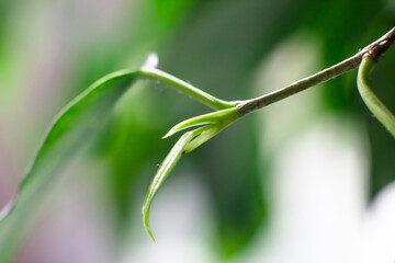 Young ficus leaf close-up. Blurred background, selective focus