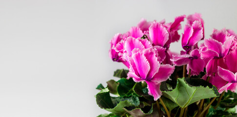 Fototapeta premium A banner with space for text. Purple cyclamen on a white background