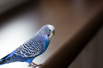 Blue budgerigar close-up. Pet on the windowsill