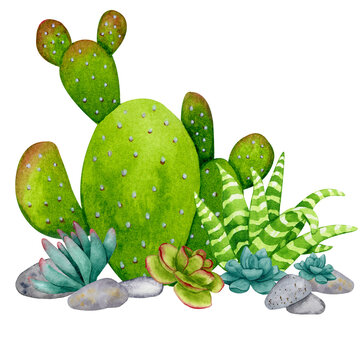 watercolor green cactus and succulents arrangement clip art preview