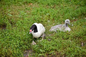 Vogelpark in Niedersachsen