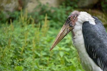 Vogelpark in Niedersachsen