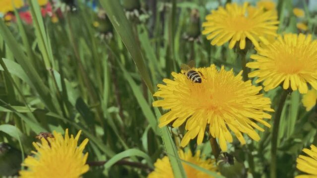 Bee pollinating dandelion flowers on a lawn near the street in the city. Slow motion video. . High quality 4k footage