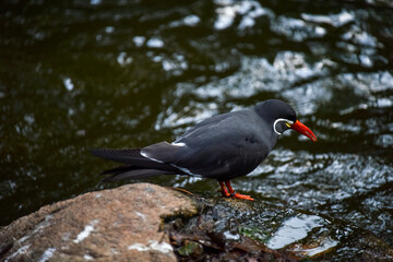 Vogelpark in Niedersachsen