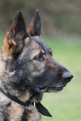 Deutscher Schäferhund Portrait