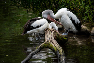 Vogelpark in Niedersachsen