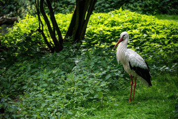 Der Weißstorch