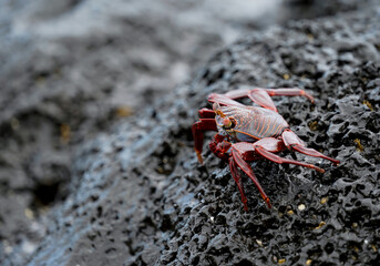 One Sally Lightfoot crab on the black rocks 