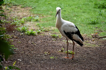 Der Weißstorch