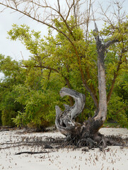 Large mangrove tree on the beach, Santa Cruz Island, Galapagos