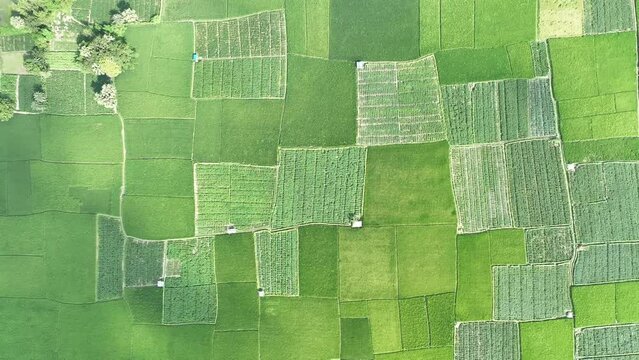 Aerial view of green rice field natural landscape. pattern type of field