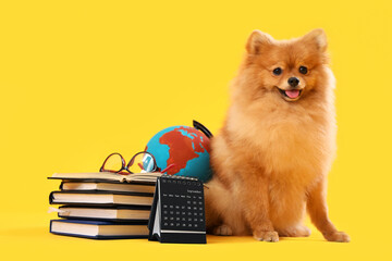 Cute Pomeranian dog with school supplies on yellow background