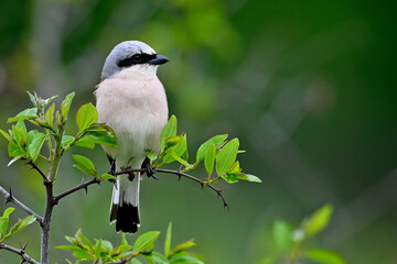 Red-backed Shrike - male // Neuntöter - Männchen (Lanius collurio)