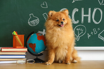 Pomeranian dog with school supplies on table near chalkboard