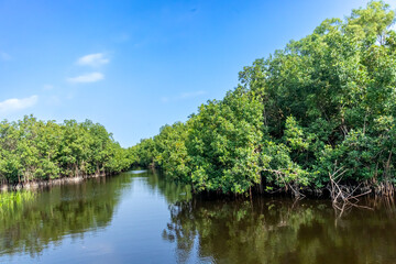 Fototapeta na wymiar A breathtaking panorama of a thriving mangrove forest enveloping a serene lake, with the wide blue sky above giving a sense of openness and serenity.