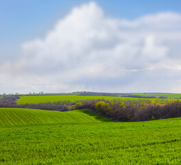 green rural fields unde blue cloudy sky