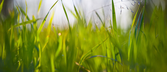 closeup green grass om forest glade, beautiful natural background