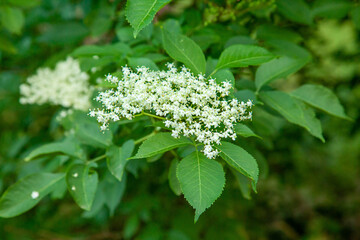 Close-up of a blossoming wild elder branch. The aromatic blossoms of Elderflowers are used for winemaking. The taste of country life. Sambucus nigra. Sambucus ebulus.
