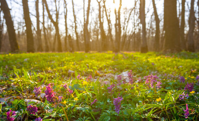 forest glade with flowers in light of evening sun, summer natural sunset scene