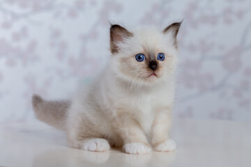 Sacred Birman kitten, birma on a light background