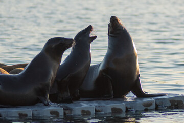 Fototapeta premium 3 seals at oceanside harbor