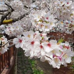 한국의 봄 벚꽃 풍경