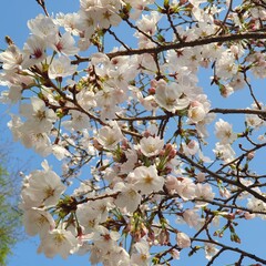 한국의 봄 벚꽃 풍경