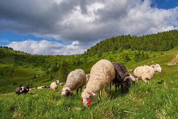 Grazing sheep in the Carpathian mountains. Herd of sheep on a mountain pasture on a wonderful summer day