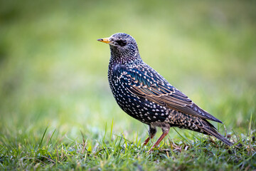 Star (Sturnus vulgaris)