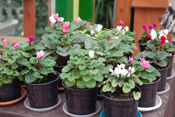 Potted cyclamen flowers