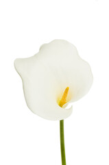 Arum lilly flower