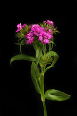 Sweet william against black