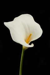 Zantedeschia against black