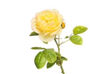 Yellow rose flower