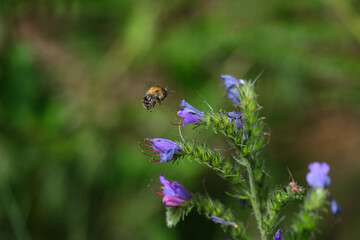 Nature photo of a flying bumblebee and purple flowers and green blurred background - Stockphoto